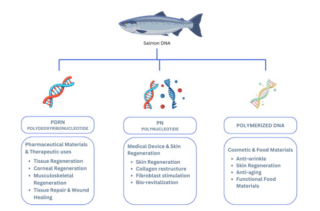Salmon DNA — source of PDRN, PN, and Polymerized DNA
